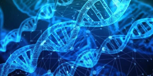 RECAPPING CURRENT RESEARCH REGARDING TYPE 1 DIABETES DEVELOPMENT AND CARDIOVASCULAR RISKS